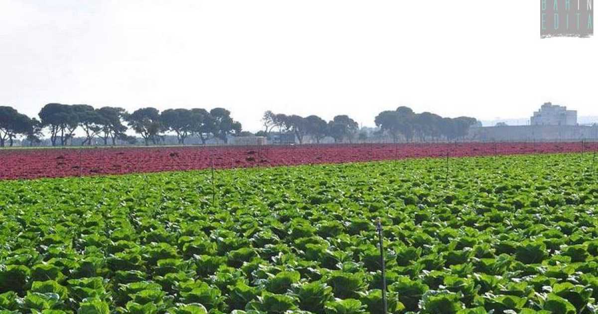 Campi colorati, viali alberati e masserie: tra Cozze e San Vito un paesaggio ''made in Puglia''